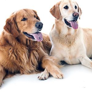 Meet your Posher, Anne